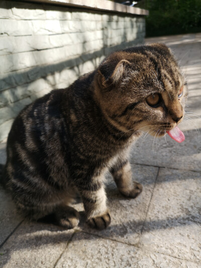 小毛豆伸舌高萌瞬间