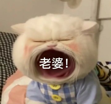 大嘴猫