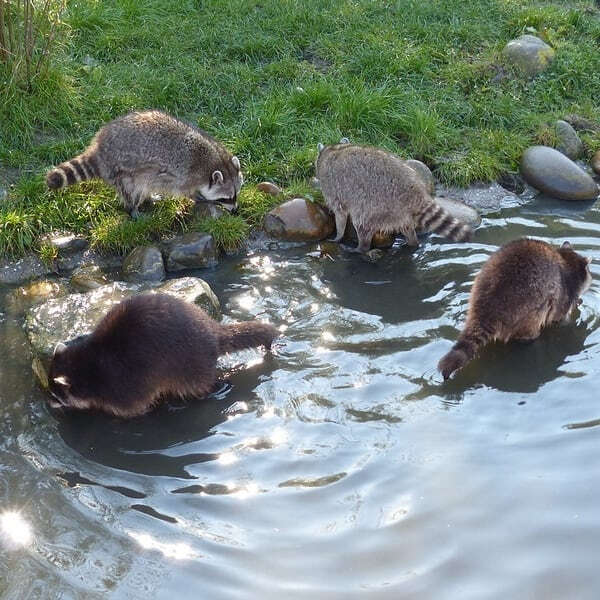 ♡「光の動物」♡