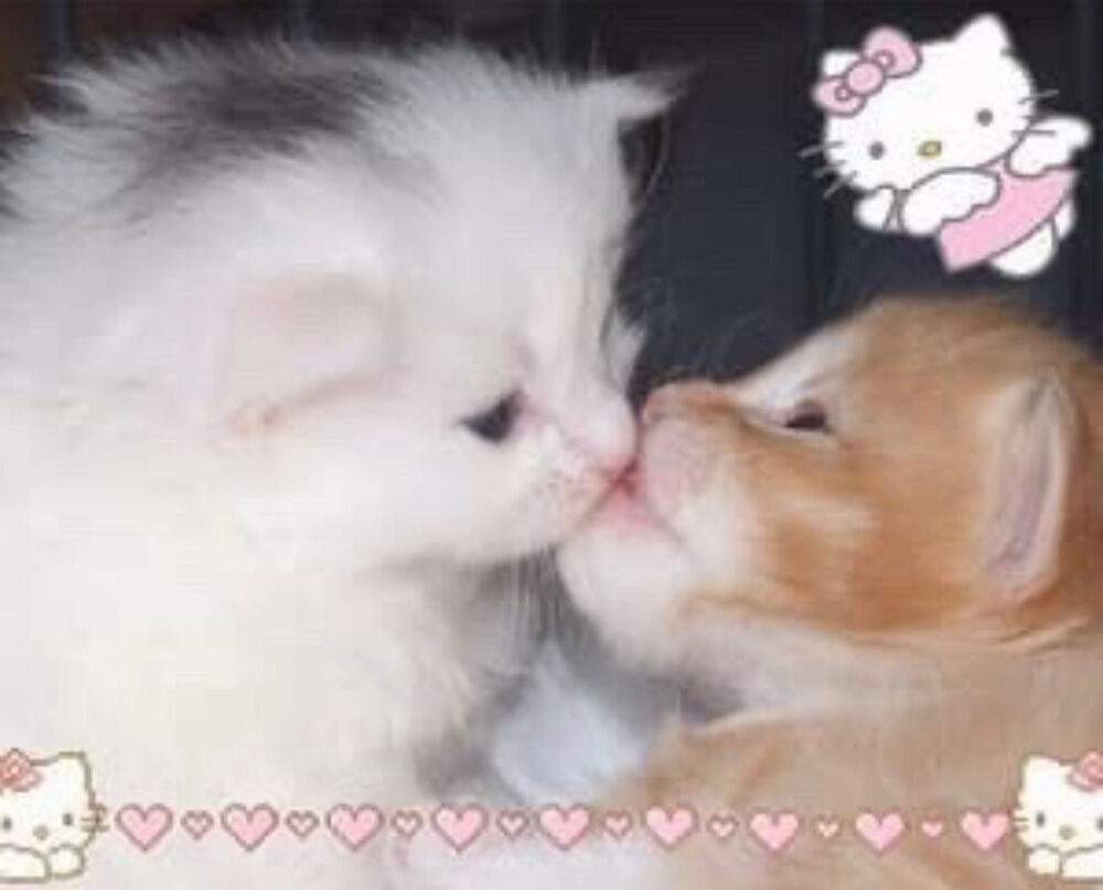 ♡「光の動物」♡