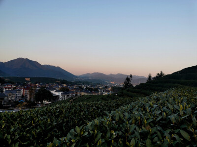 茶园风景宜人，