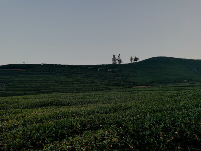 茶园风景宜人，