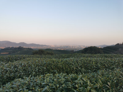 茶园风景宜人，