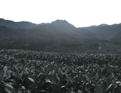 茶园风景宜人，