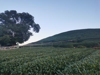 茶园风景宜人，