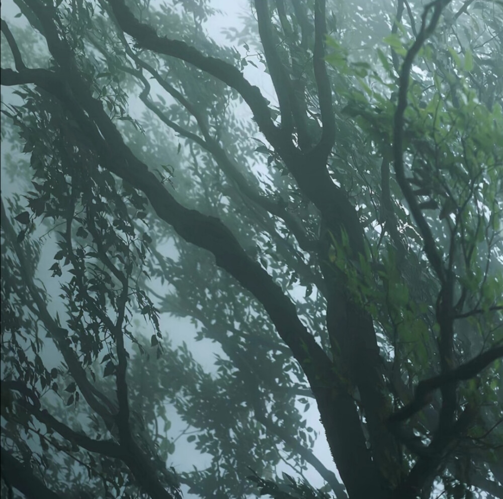 二传注明暴雨集