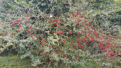 美麗吉安：火棘果紅徹枝頭 鮮艷奪目