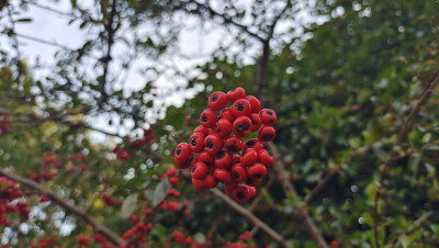 美麗吉安：火棘果紅徹枝頭 鮮艷奪目