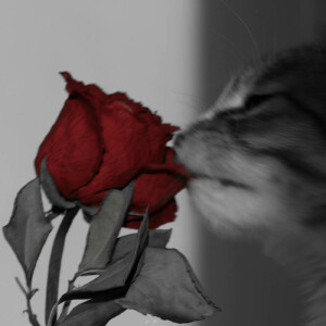 白猫与红玫瑰