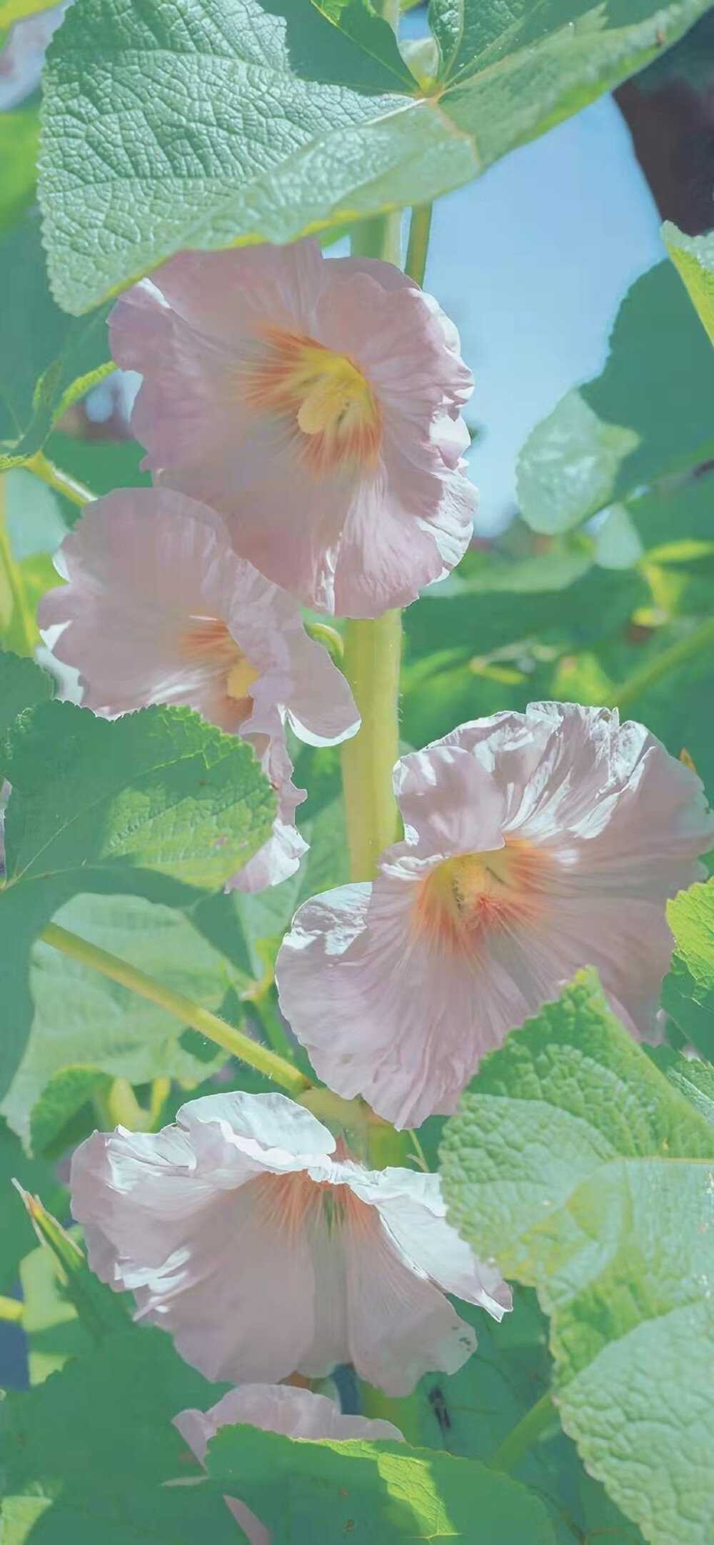 竖屏 壁纸 锁屏 背景图 花朵