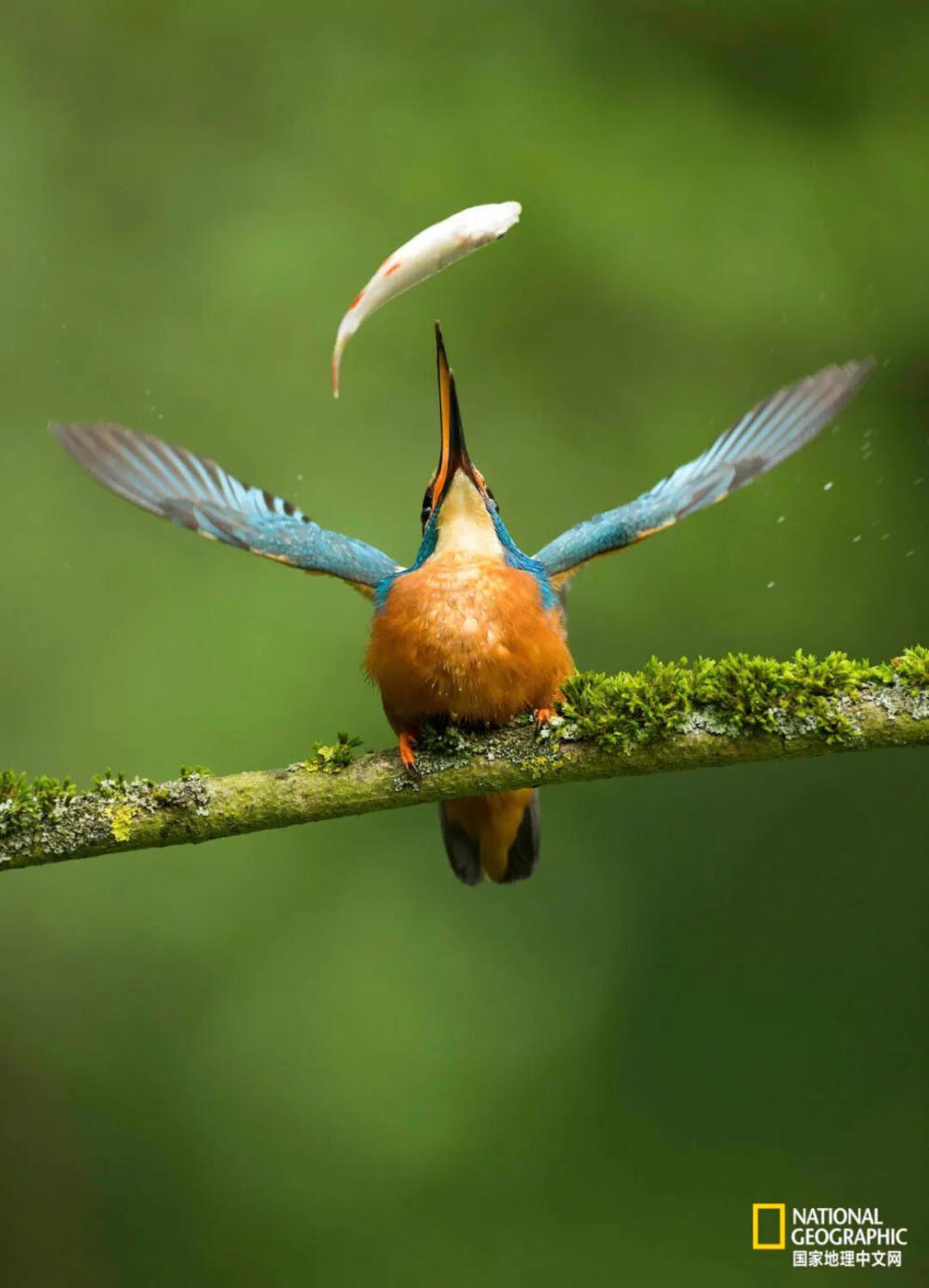 翠鸟进餐
普通翠鸟（Alcedo atthis），是最典型常见的一种翠鸟。生活于海滨一带及水道沿岸。广泛分布于欧亚大陆、东南亚、印度尼西亚至新几内亚。摄影：VINCE BURTON