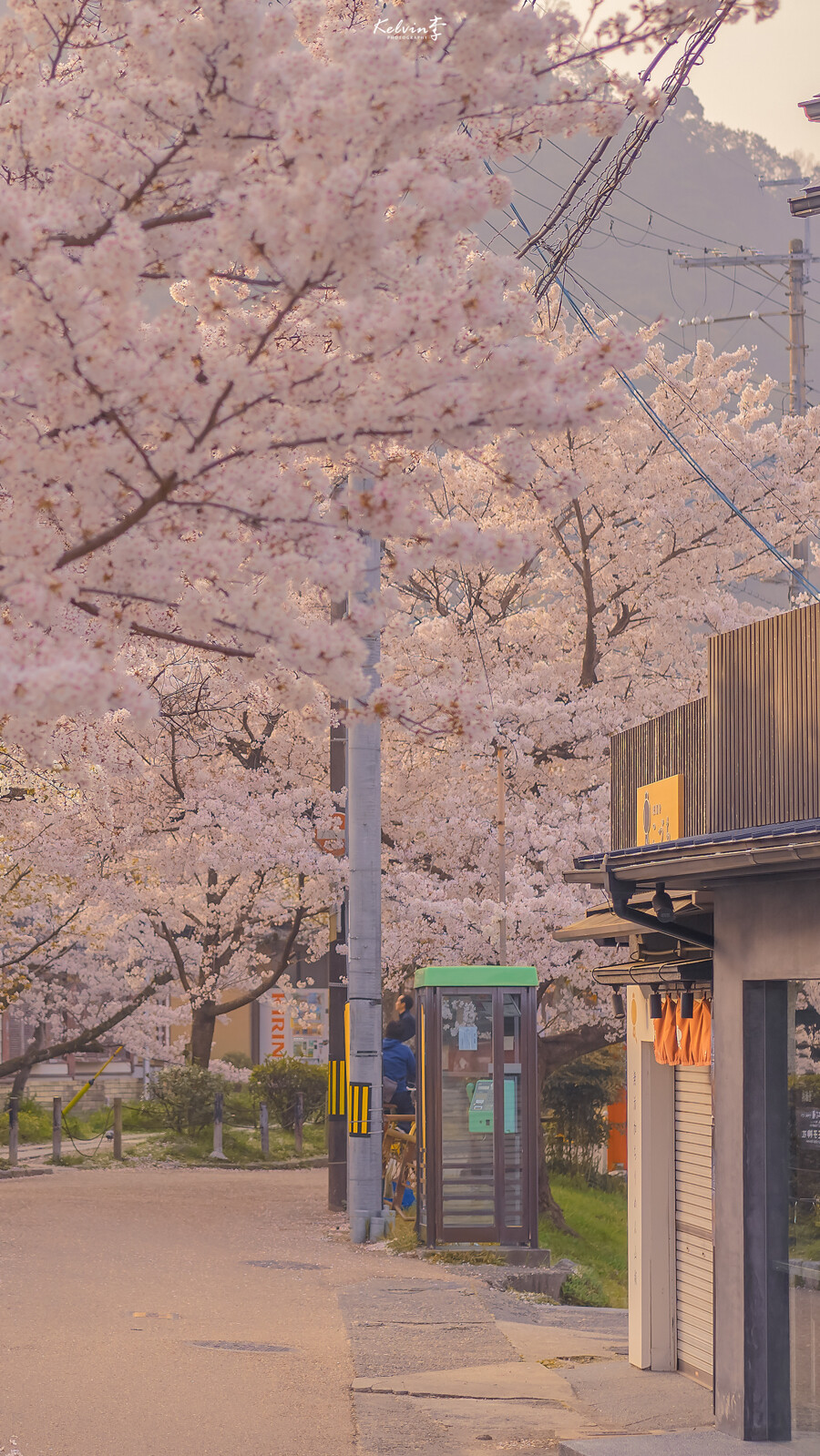 ▸日系樱花壁纸