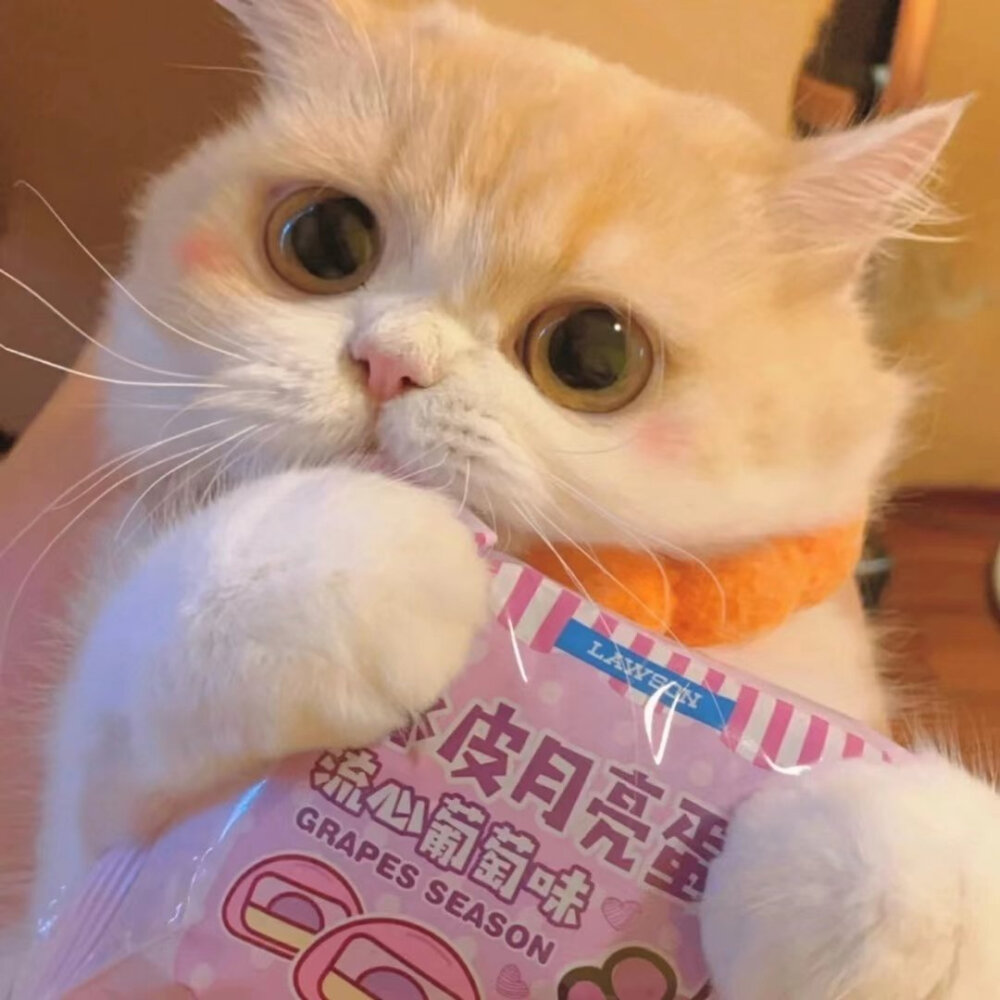 猫咪可爱情头