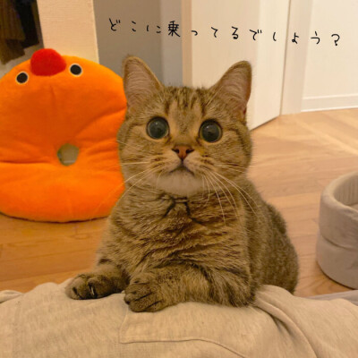 猫狗