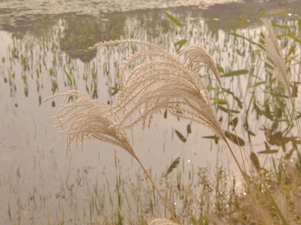 池塘边的芦苇