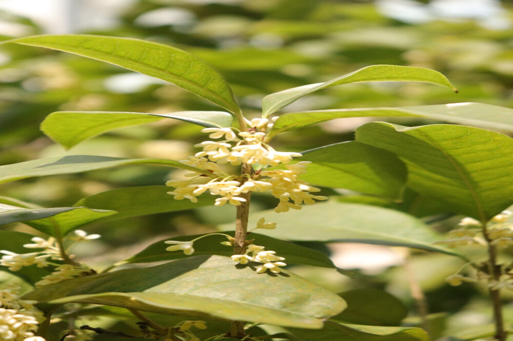 桂花