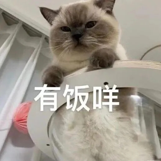 猫咪表情包