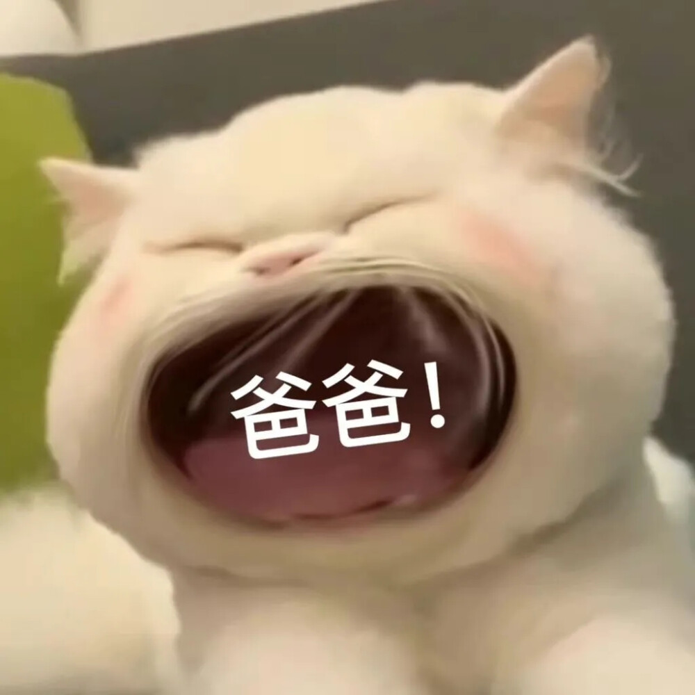 猫咪表情包