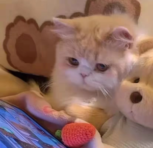 可爱情头   情侣头像  