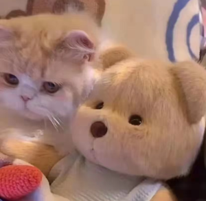 可爱情头   情侣头像  