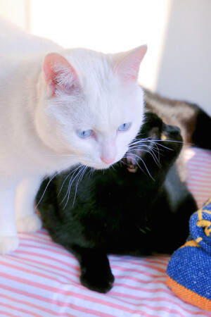 黑色叫海胆，白色叫雪糕