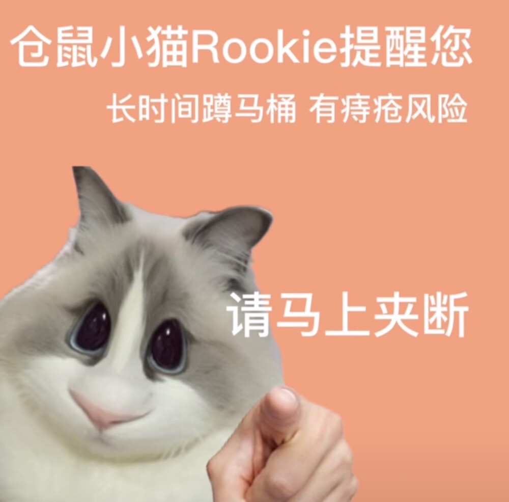 仓鼠小猫rookie表情包图片