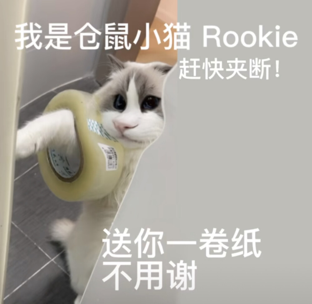 仓鼠猫表情包可爱傻乎乎