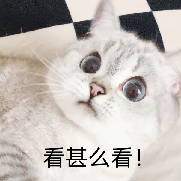 猫猫表情包