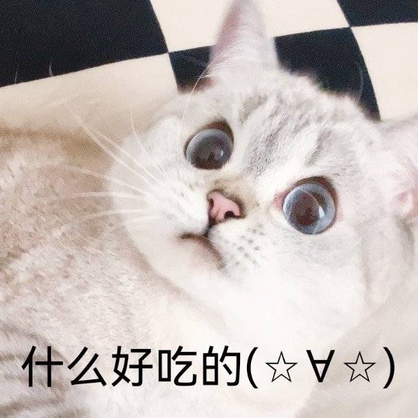 猫猫表情包