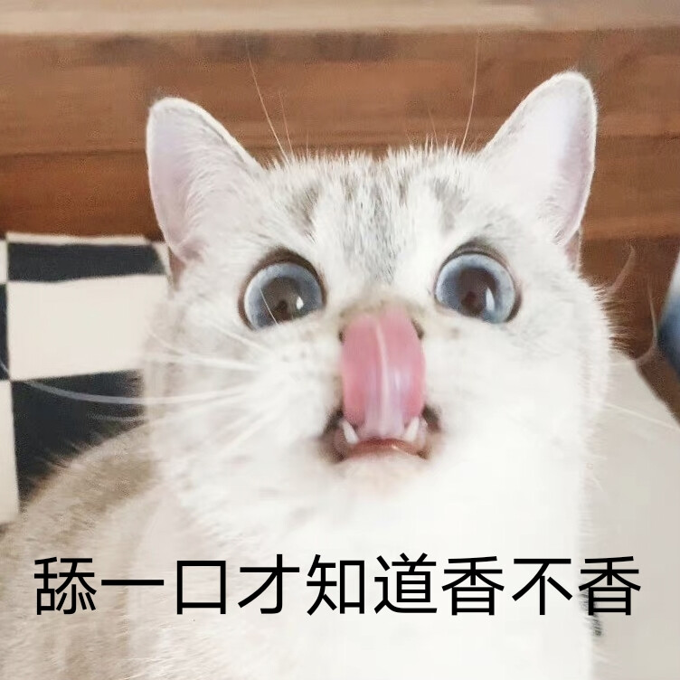 猫猫表情包