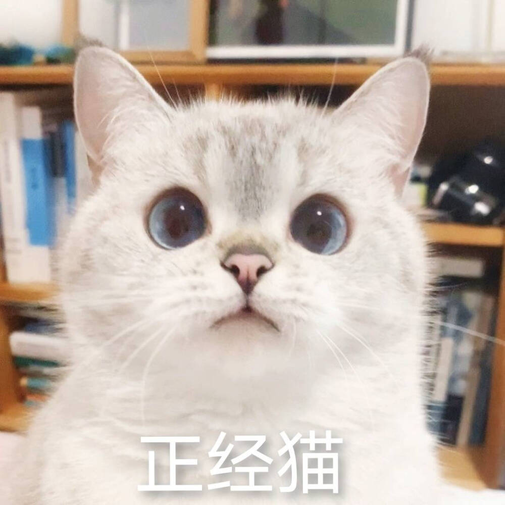 猫猫表情包