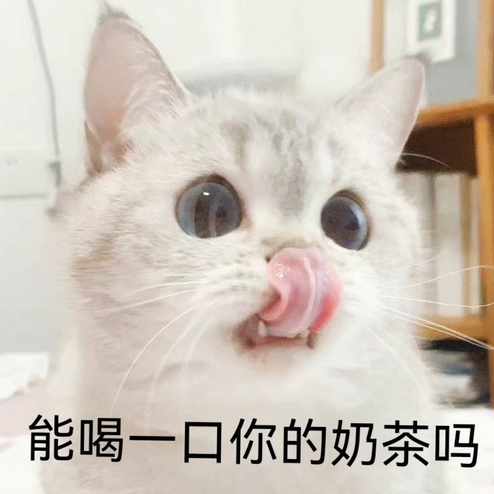 猫猫表情包