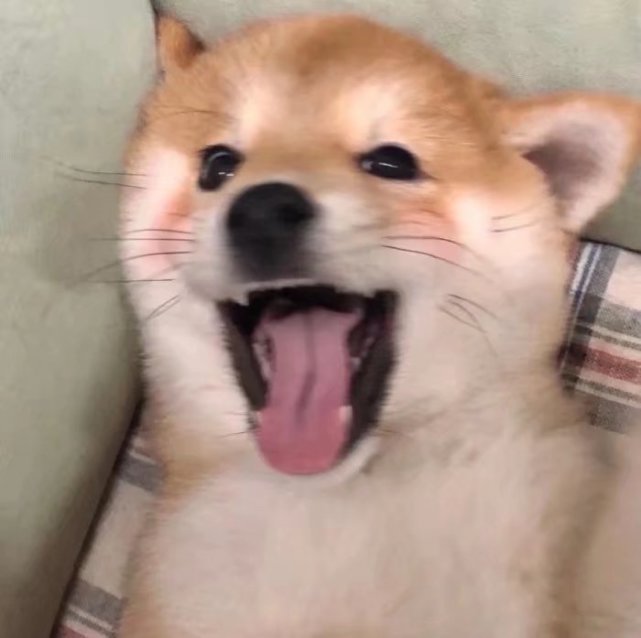 小狗
