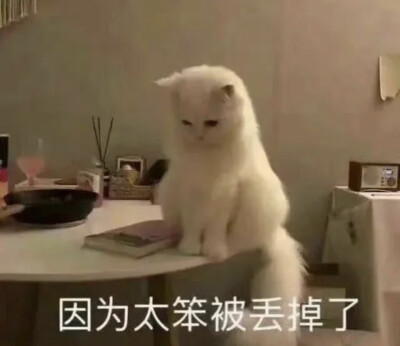 猫猫表情包