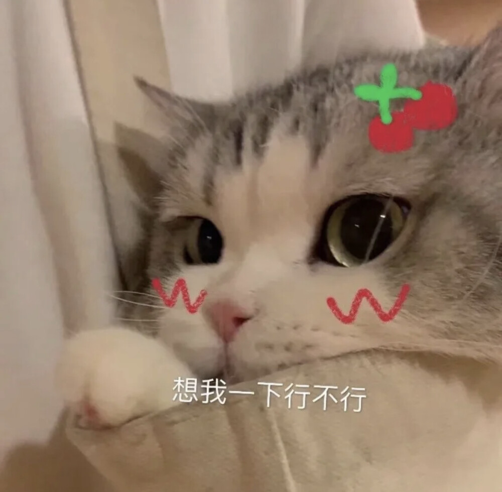 猫猫表情包