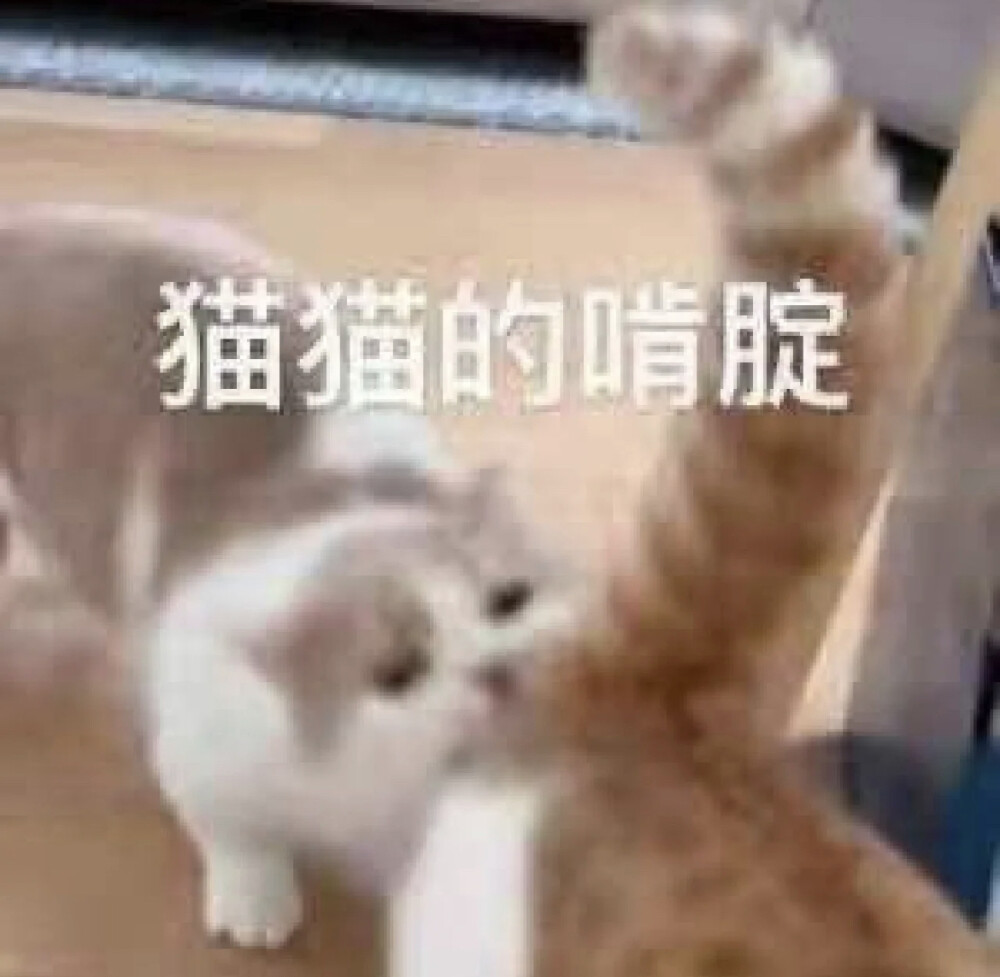 猫猫表情包