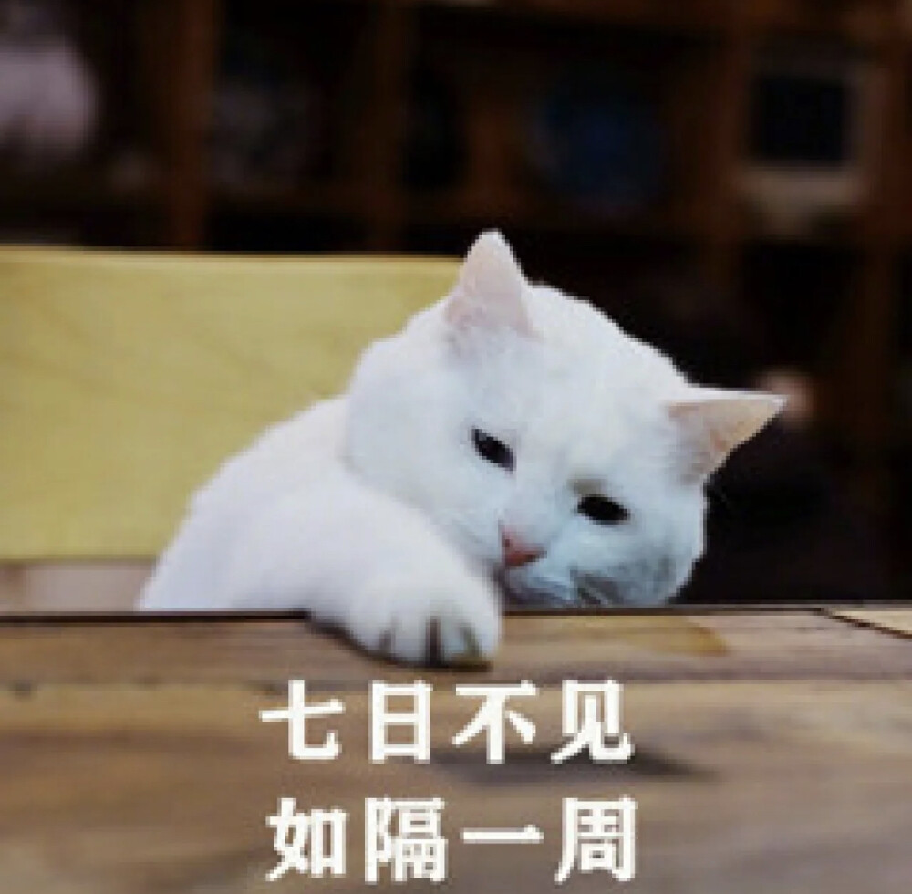 猫猫表情包