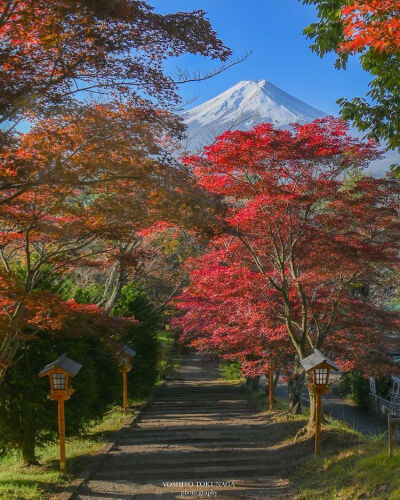 红叶富士山
