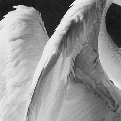 背景图可二改·