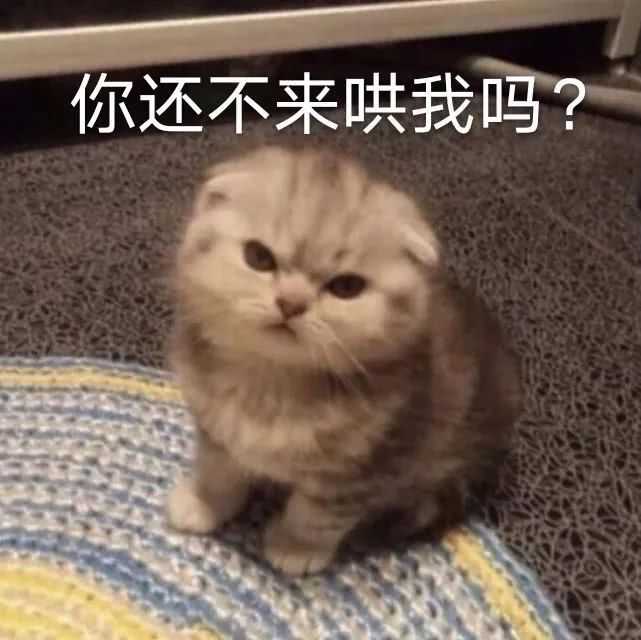 发给男朋友的猫猫表情包