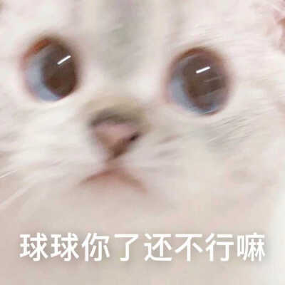 发给男朋友的猫猫表情包