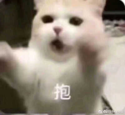 发给男朋友的猫猫表情包