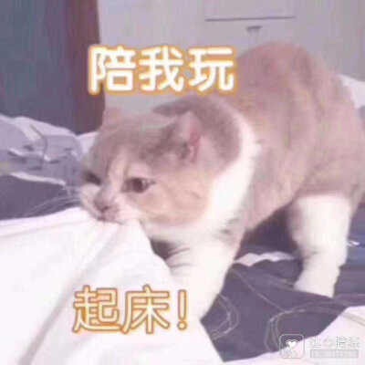 发给男朋友的猫猫表情包