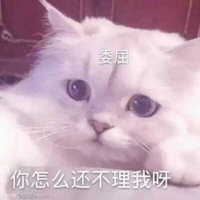 发给男朋友的猫猫表情包