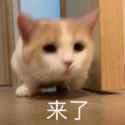 发给男朋友的猫猫表情包