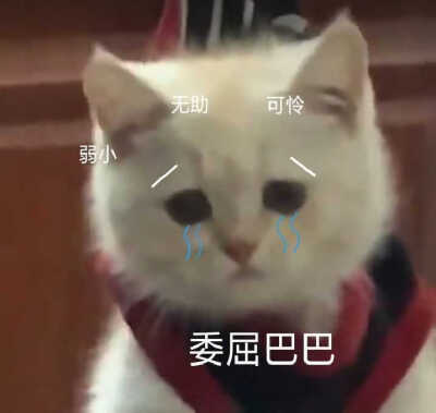 发给男朋友的猫猫表情包