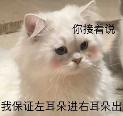 发给男朋友的猫猫表情包