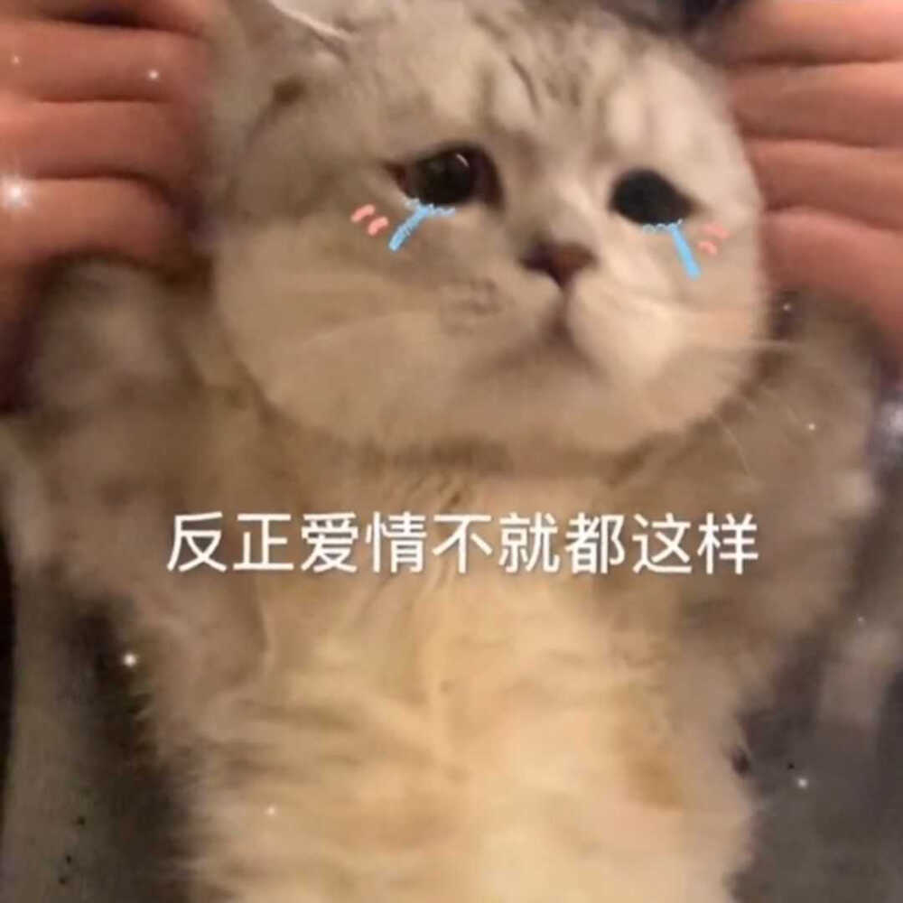 发给男朋友的猫猫表情包