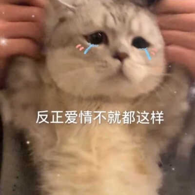 发给男朋友的猫猫表情包