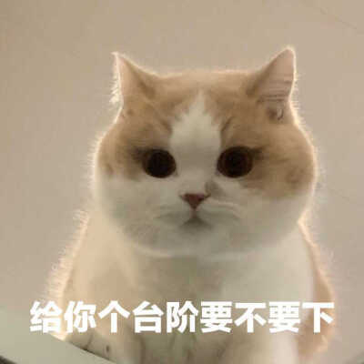 发给男朋友的猫猫表情包